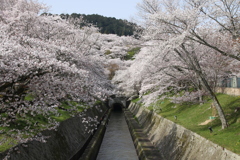 疎水の春