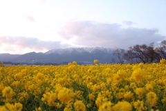 比叡の雪化粧と菜の花