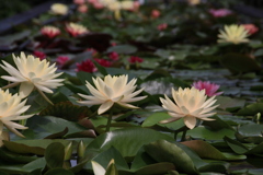 ハスの花