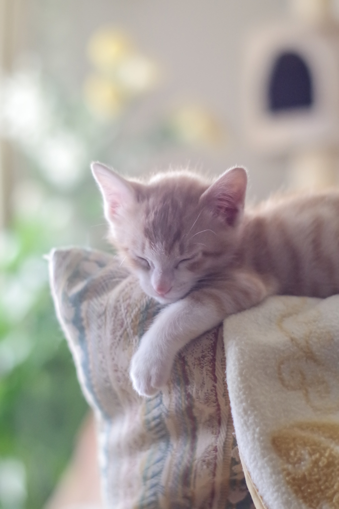 眠いにゃ