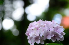 紫陽花　