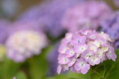 倉敷種松山公園　紫陽花1