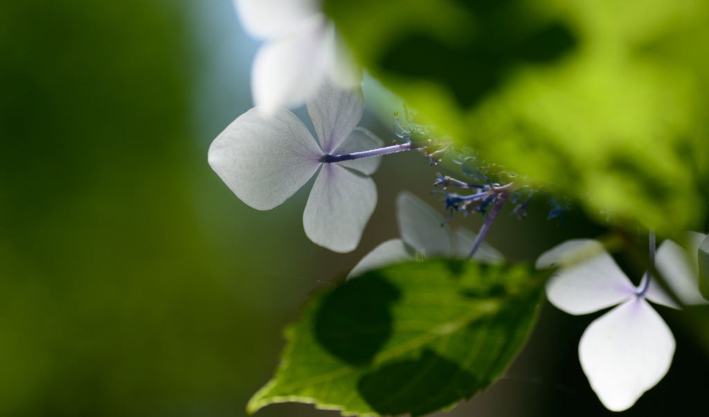 紫陽花　光　3
