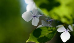 紫陽花　光　3