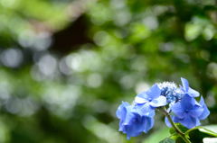 安養寺　紫陽花3