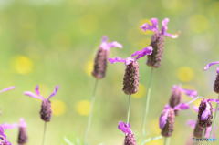 lavender2