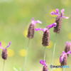 lavender2