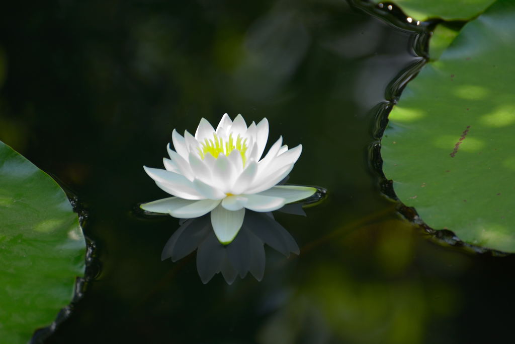 倉敷　観龍寺　睡蓮 1