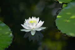 倉敷　観龍寺　睡蓮 1