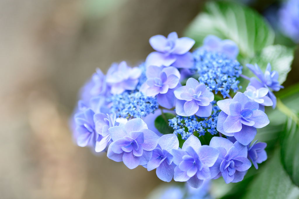 安養寺　紫陽花1