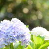 紫陽花3
