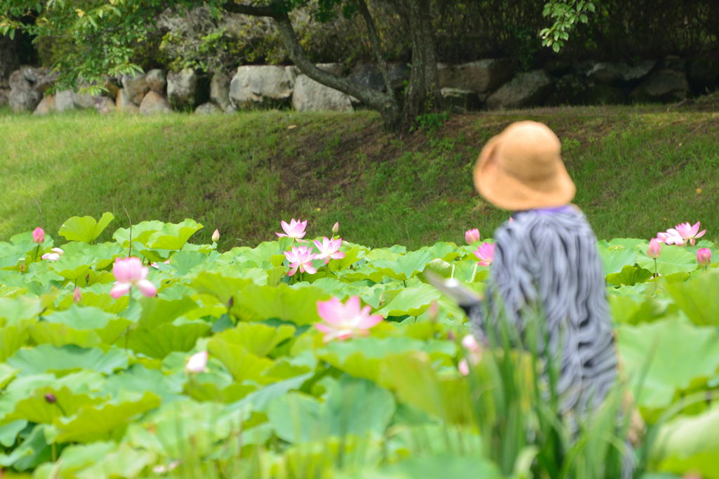 高松城跡　蓮池散策