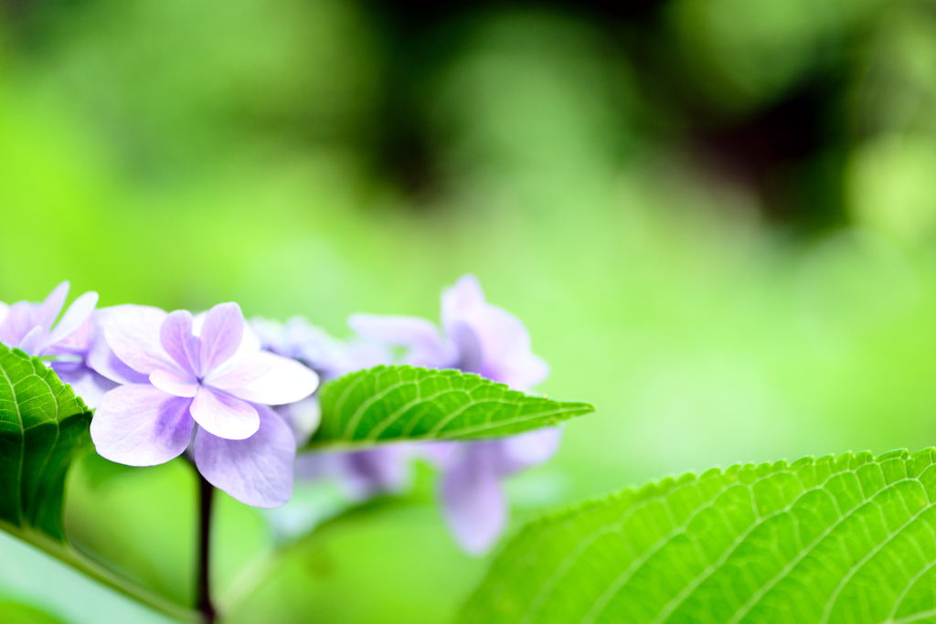紫陽花2