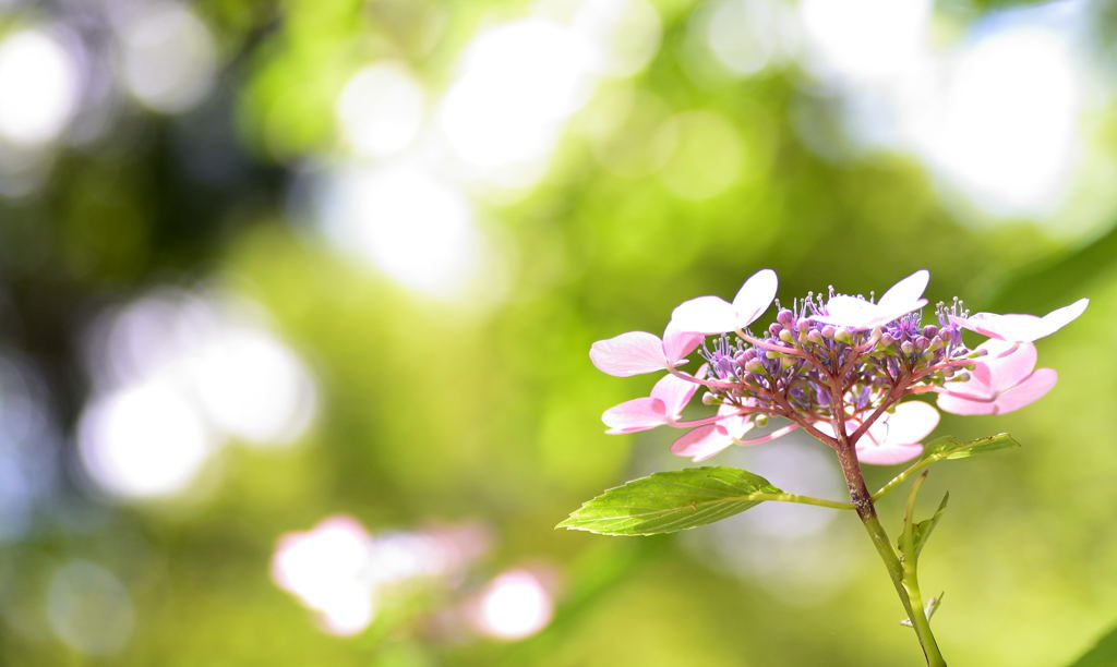 紫陽花2