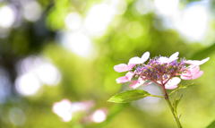 紫陽花2