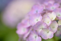 倉敷種松山公園 紫陽花3