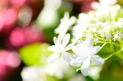 紫陽花
