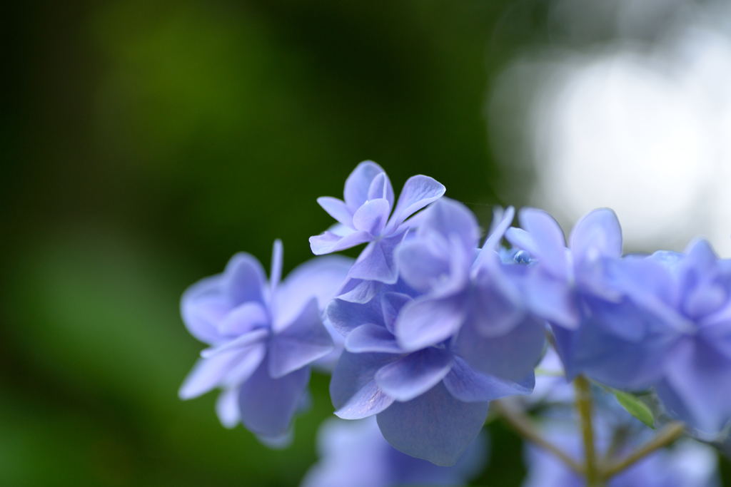 安養寺　紫陽花2