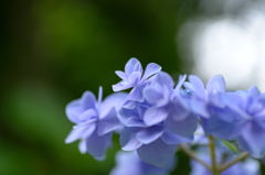 安養寺　紫陽花2