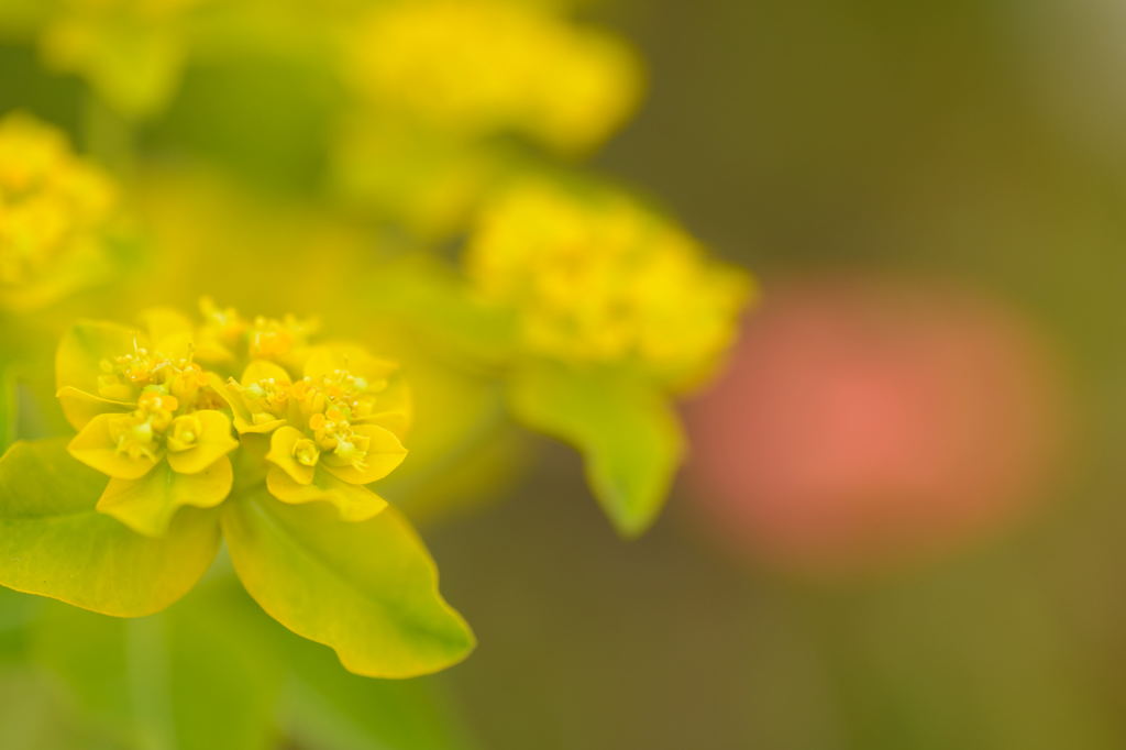 DSC_6980_00008