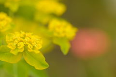 DSC_6980_00008