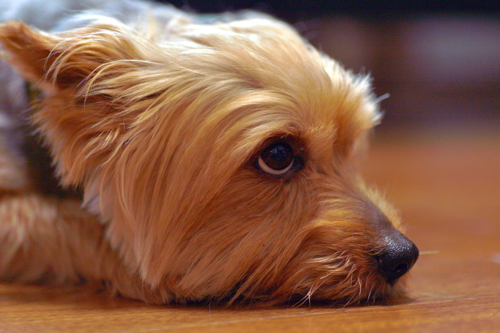 うちの犬