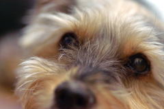 うちの犬