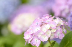 倉敷種松山公園 紫陽花2