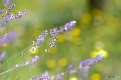 lavender1