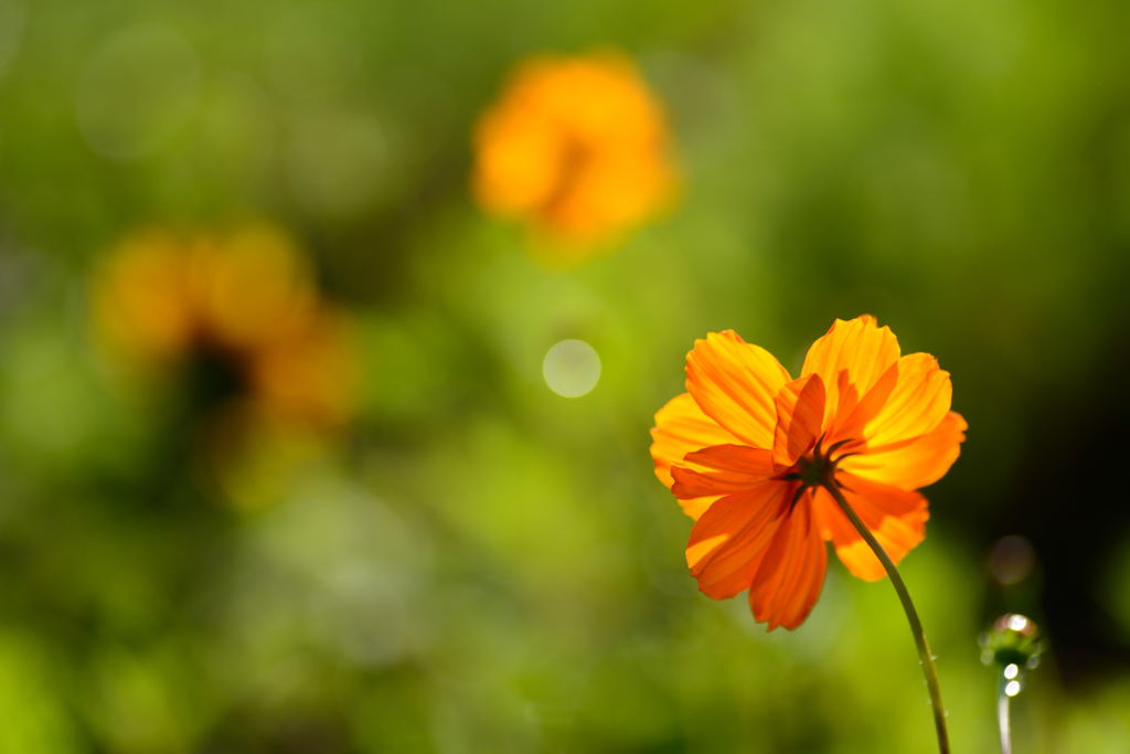 オレンジの花