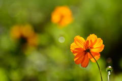 オレンジの花