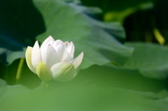 蓮根の花7