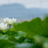 蓮根の花4