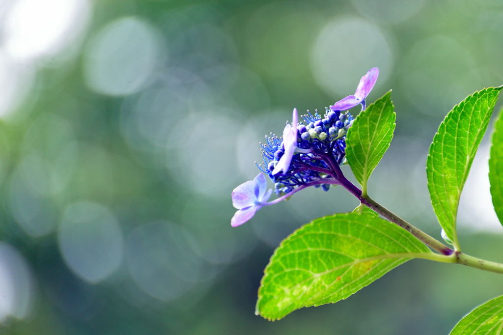 紫陽花