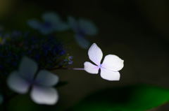 紫陽花 A