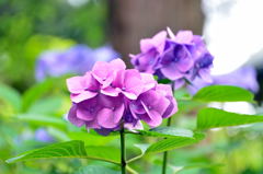 紫陽花