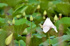 天草総合公園　蓮