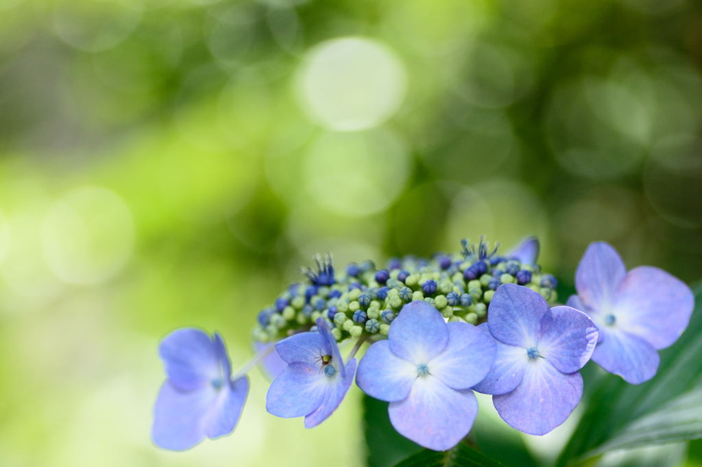 紫陽花