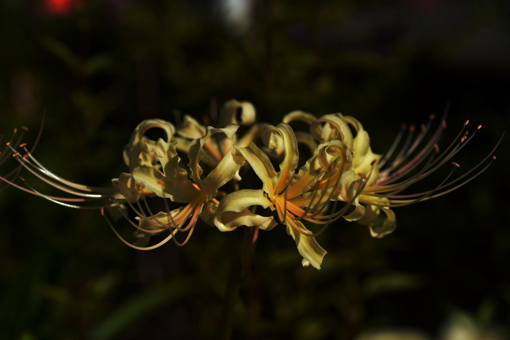 白い彼岸花５