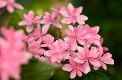 紫陽花1