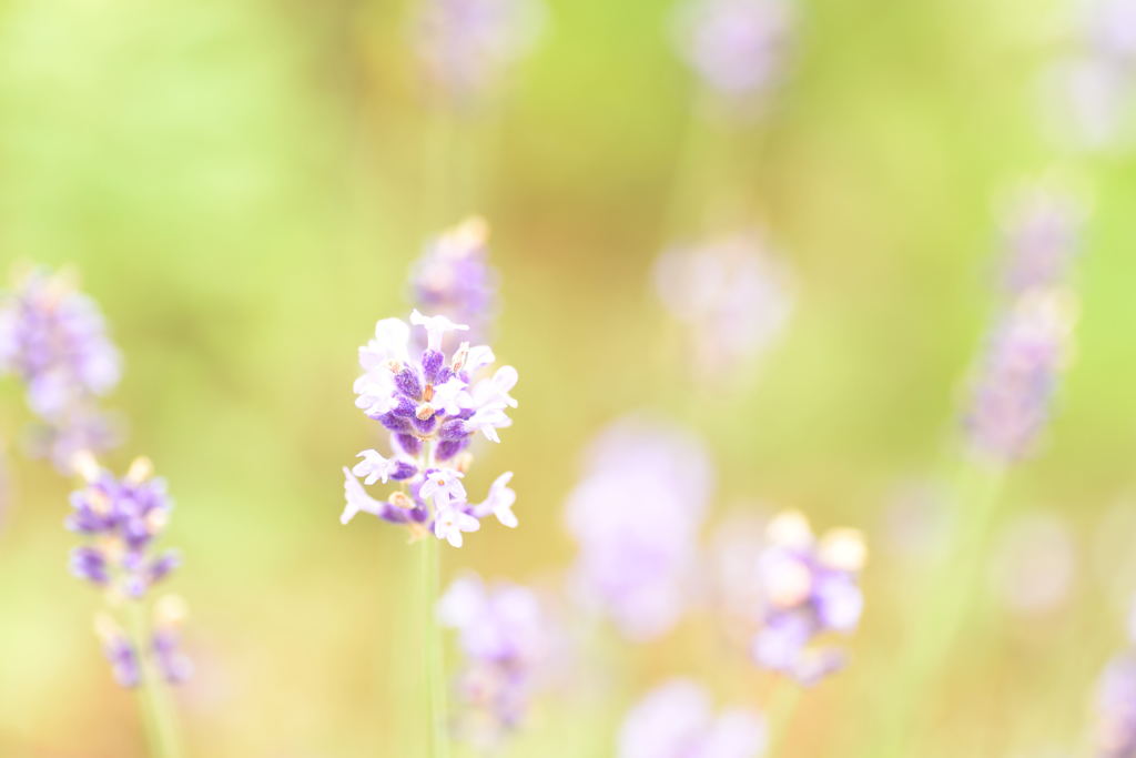 lavender