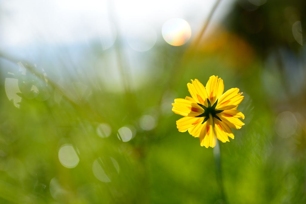 黄色の花