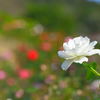 秋の薔薇　白