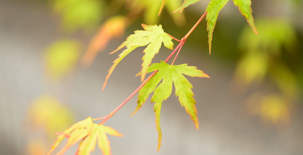 momiji