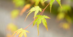 momiji