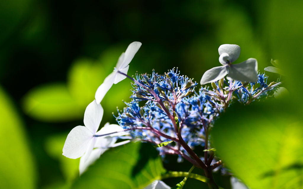 紫陽花　光　2