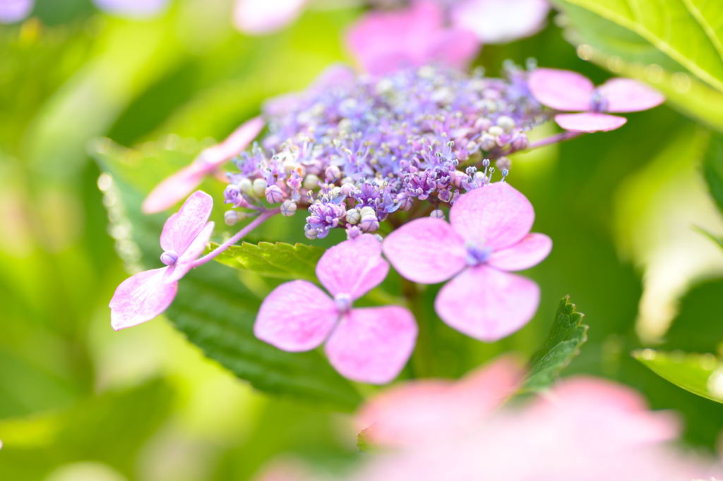 紫陽花2