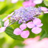 紫陽花2