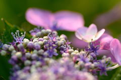 紫陽花1