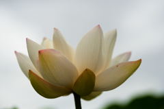 蓮根の花9